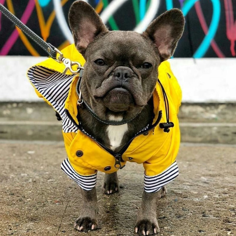french bulldog rain jacket