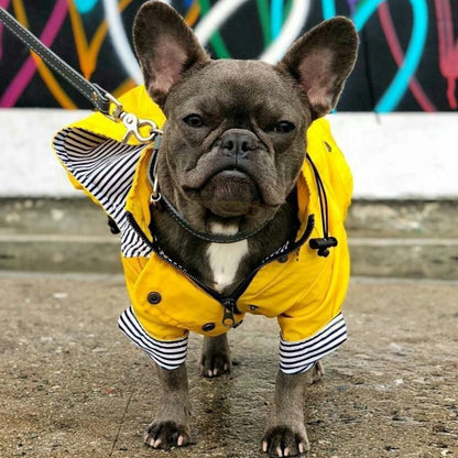 french bulldog rain jacket