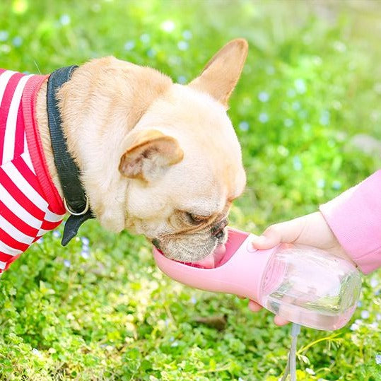 french bulldog water bottle