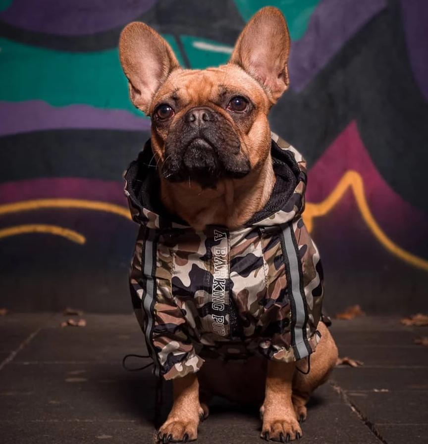 french bulldog winter coat