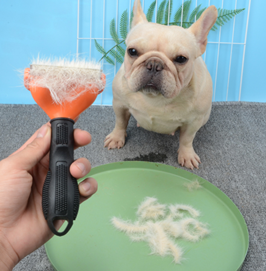 Frenchie dog brush by professionals 