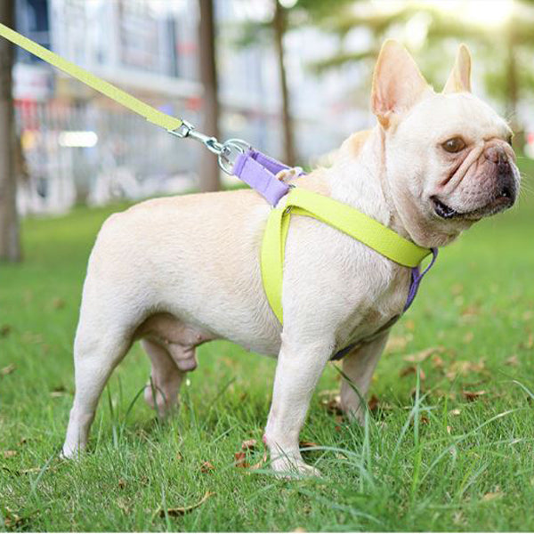 frenchie harness and leash
