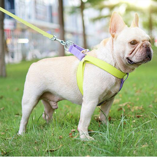 frenchie harness and leash