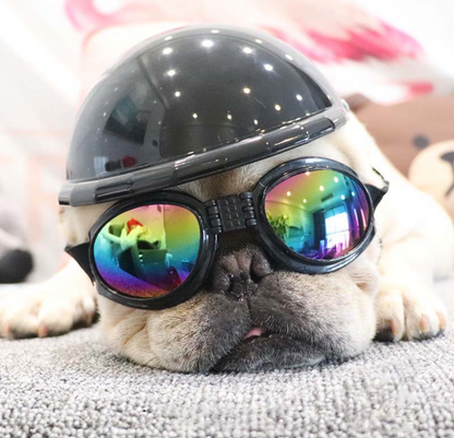 frenchie helmet