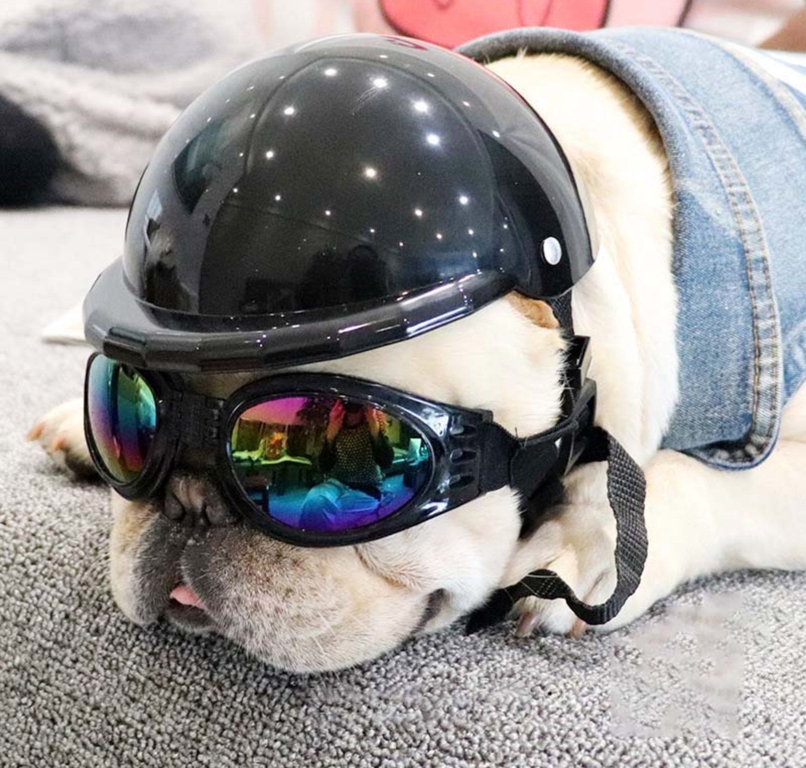 frenchie motorcycle helmet