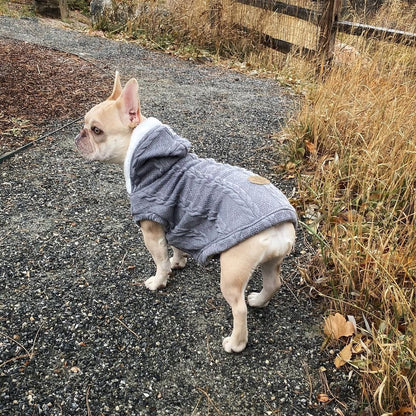 frenchie winter wear
