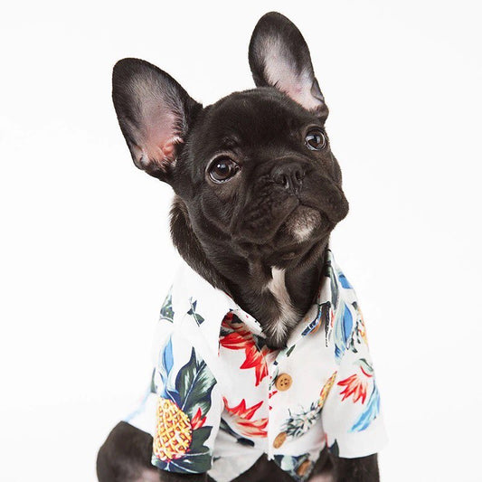 Stylish Shirts (CS33) - Frenchie Bulldog Shop