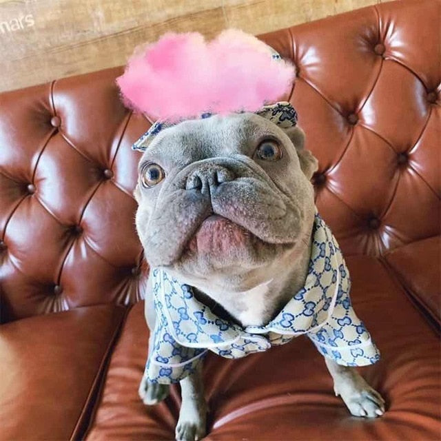 I wear my louis vuitton french bulldog｜TikTok Search