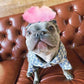 Luxury Sweater for French Bulldog (WS104) - Frenchie Bulldog Shop
