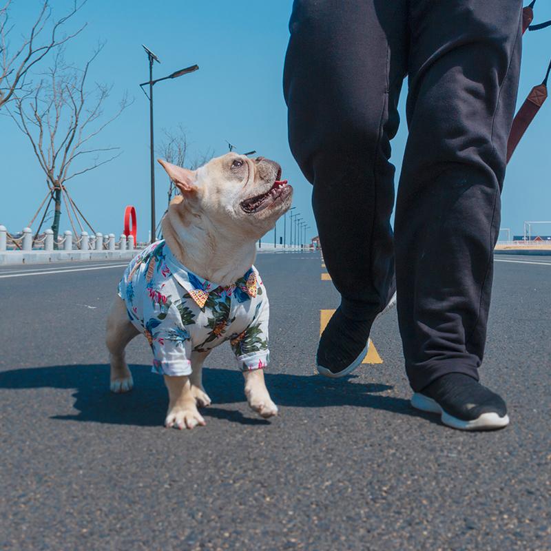 Frenchie  Summer Shirt - frenchie Shop