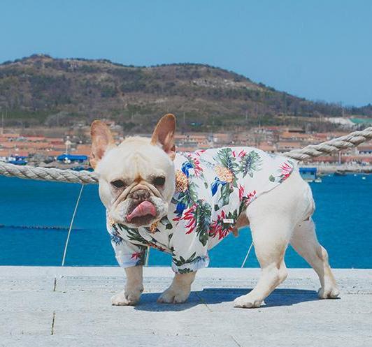 Frenchie  Summer Shirt - frenchie Shop