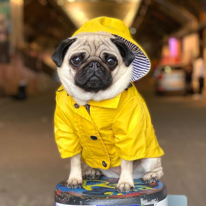 raincoats for french bulldogs
