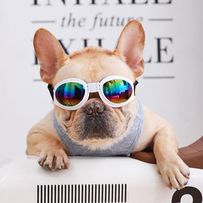 sunglasses for french bulldogs
