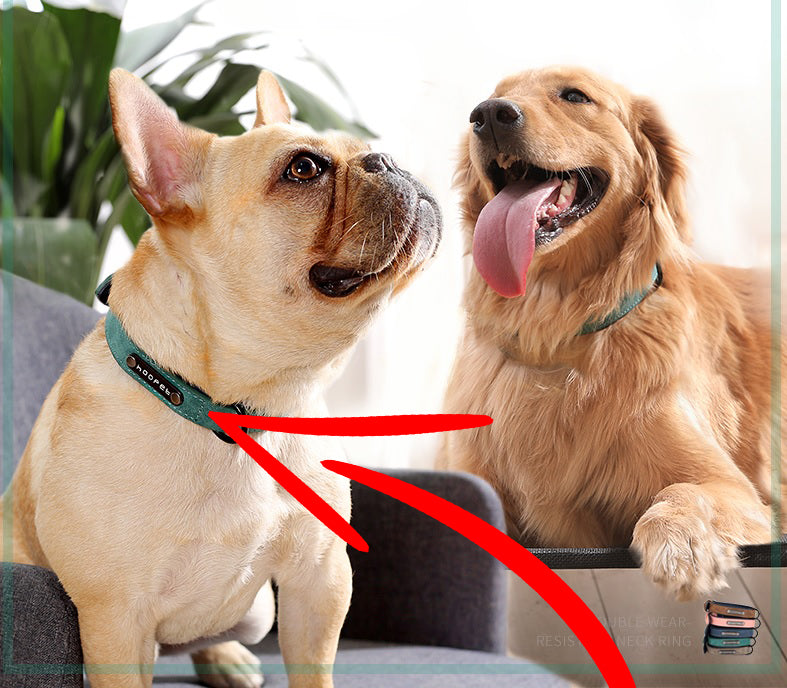 Personalized French Bulldog Collar - Frenchie Bulldog Shop