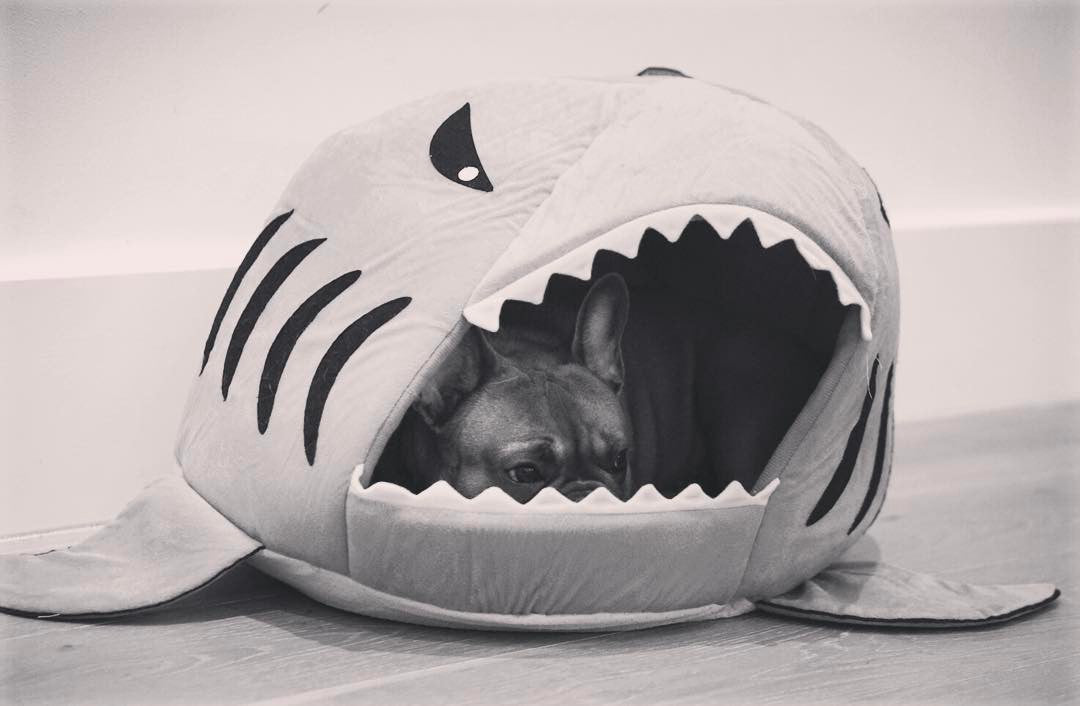House for frenchie (shark Bed) (WS14) - Frenchie Bulldog Shop