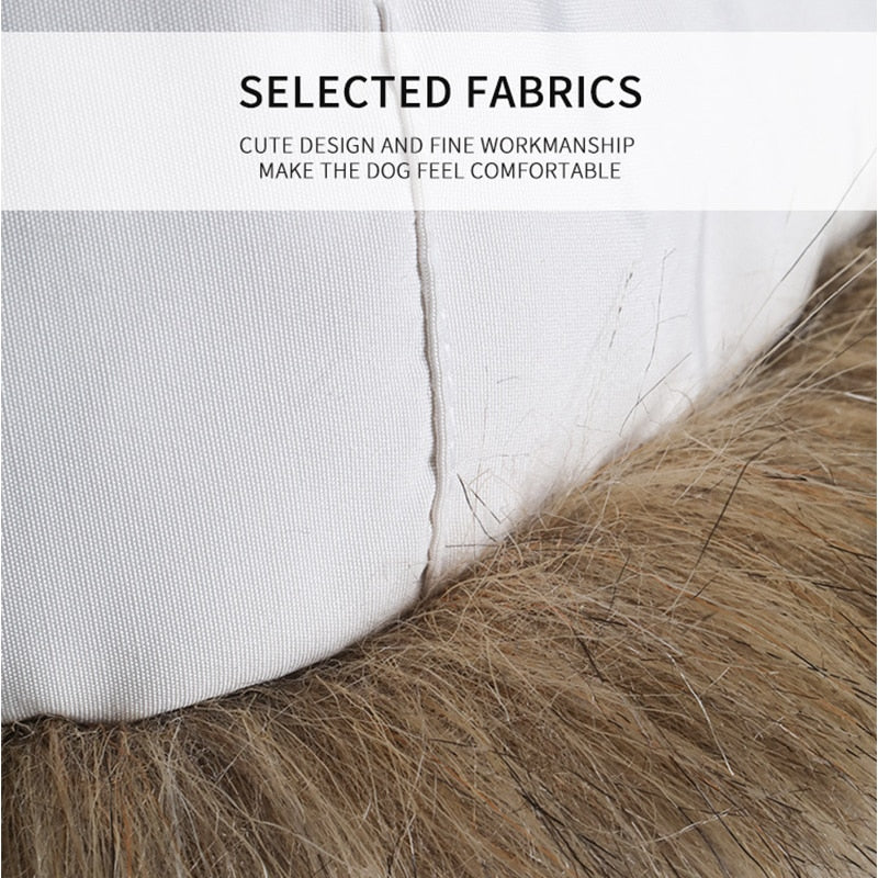 trendy dog winter outfit